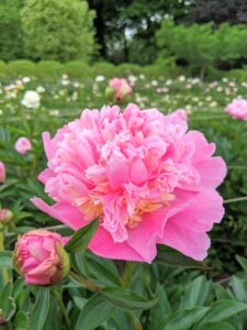 And here's a peek at the herbaceous peony bed just beginning to glisten with bright pink and white blooms – we see more and more opening every day. I'll share photos of this garden when it's in full bloom. I hope you are able to enjoy your gardens during this challenging time.