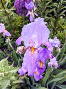 I have many bearded iris flowers in the garden. I showed some varieties earlier this week. Here is a lavender cultivar with the distinctive fuzzy, caterpillar-like “beards” that rest atop the falls.