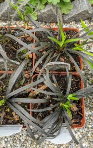 Black mondo grass, Ophiopogon planiscapus 'Nigrescens', is a tuberous-rooted perennial in the lily family. It is a stemless plant in which the leaves sprout from the ground in clumps. In summer, a single flower stalk sprouts, carrying small, bell-shaped pinkish flowers.