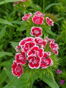 Dianthus flowers belong to a family of plants that includes carnations and are characterized by their spicy fragrance. Dianthus plants may be found as a hardy annual, biennial, or perennial and most often used in borders or potted displays.