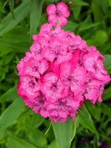 There are numerous types of dianthus – most have pink, red, or white flowers with notched petals. Look at Kevin Sharkey's Instagram page @seenbysharkey for a gorgeous arrangement of Dianthus barbatus, the sweet William.