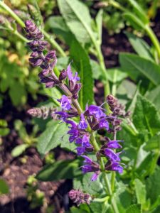 Salvias appear as a colorful spike of densely-packed flowers with tubular blossoms atop square stems and velvety leaves.