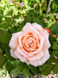 A rose is a woody perennial flowering plant of the genus Rosa, in the family Rosaceae. There are more than a hundred species and thousands of cultivars.