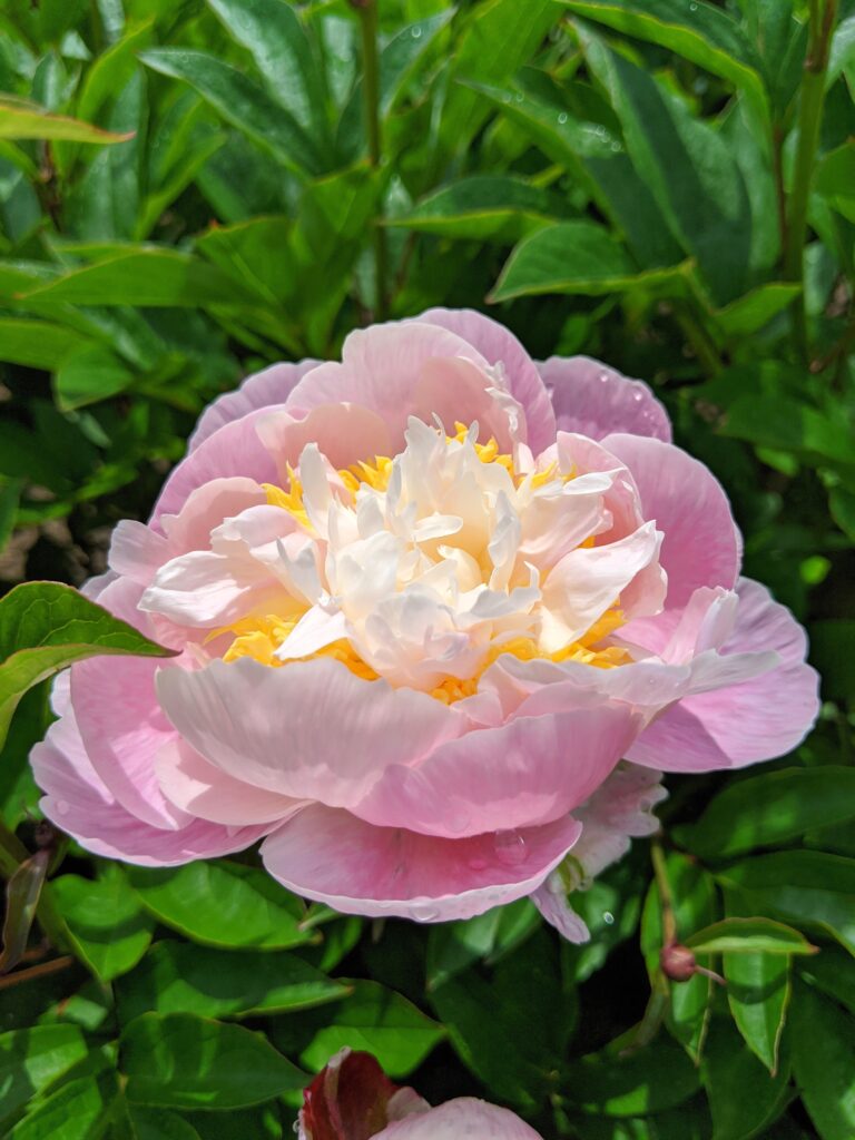 My Herbaceous Peonies in Bloom The Martha Stewart Blog