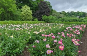 If needed, give a balanced perennial fertilizer. Peonies love potassium. It is essential for stem strength but also helps promote strong flower production.