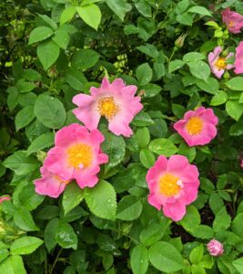 The flowers of most rose species have at least five petals. Each petal is divided into two distinct lobes and is usually white or pink.