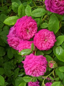 The best way to prevent rose diseases is to choose disease-resistant varieties. Many roses are bred and selected to resist the most common rose problems.