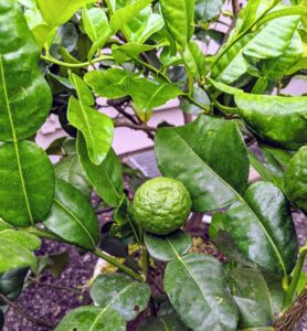 This is a Citrus hystrix ‘Kaffir Lime’. It is sometimes referred to as the makrut lime and is native to tropical Asia, including India, Nepal, Bangladesh, Thailand, Indonesia, Malaysia, and the Philippines. The leaves of this tree are often used in Thai cooking, for their delicious flavor and fragrance.