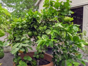 This is my large Ponderosa Lemon Citrus limon ‘Ponderosa’ or ‘The American Wonder Lemon.' This plant produces a thick mass of highly fragrant flowers, which become tiny lemons. Those lemons get bigger and bigger, often up to five pounds.
