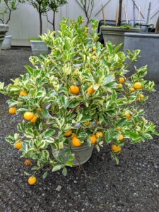 I am so fortunate to be able to grow citrus here in the Northeast. My potted citrus plants thrive in the hoop house during winter and provide such delicious fruits.