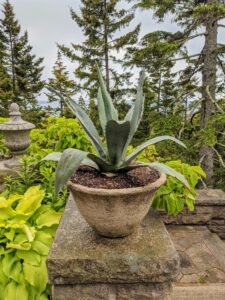 Here is an agave potted up in an Eric Soderholz planter made with reinforced concrete from the 1920s. Agaves are exotic, deer-resistant, drought-tolerant, and make wonderful container plants. It’s not easy dealing with giant, prickly agave plants. One must be very careful of one’s eyes, face, and skin whenever planting them.