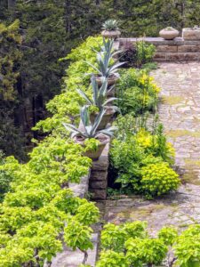 On the left, the original kiwi vines that are still thriving after all these years. And on the terrace, lots of agaves planted up and arranged in a row.