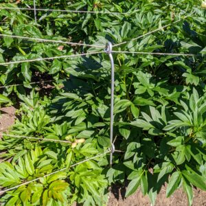 Before the flowers appear, my outdoor grounds crew puts up stakes, so the peonies are well-supported as they grow. We use natural twine and metal uprights I designed myself.