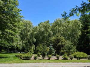 And this is one end of my Pinetum - an arboretum of pine trees and other conifers I developed behind my Equipment Barn and near this weeping willow grove.