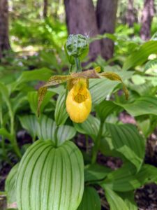 This photo is of a pretty 'lady's slipper', Cypripedium. This orchid is a woodland plant that thrives in bright shade or dappled sunlight under tall trees.