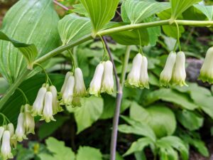 And here is Solomon’s seal, any plant of the genus Polygonatum of the family Ruscaceae, consisting of about 25 species of herbaceous perennials with thick, creeping underground stems and tall, drooping stems. The plants are particularly common in the eastern United States and Canada.