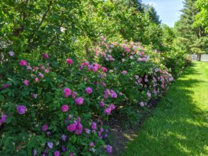 This collection of rose bushes is planted just past my chicken coops and vegetable garden. During late spring and summer, this area is filled with various shades of pink, fragrant rose blooms.
