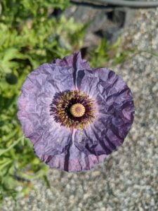 Here’s another poppy with its silky grayish crepe paper-like bloom. The flowers have four to six petals, many stamens forming a conspicuous whorl in the center of the flower and an ovary of from two to many fused carpels.