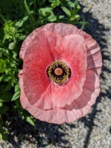 This poppy has a reddish center that lightens to pink at the edges. Poppies require very little care, whether they are sown from seed or planted when young – they just need full sun and well-drained soil. All the poppies in the garden were grown from seed in my greenhouse.