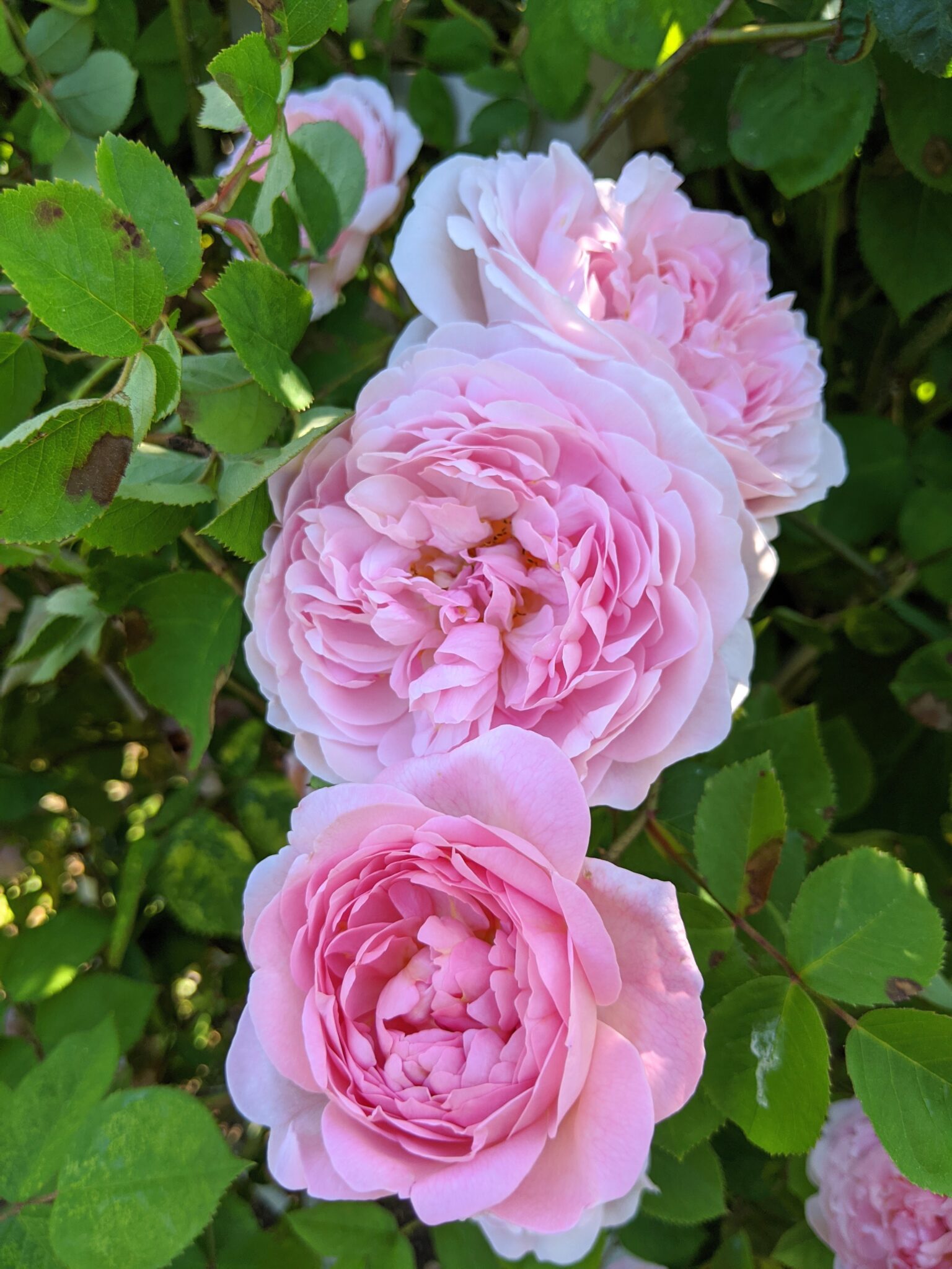 My Blooming Roses - The Martha Stewart Blog