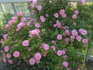Climbers always do best when well supported by a trellis or fence – one that is the appropriate height, width, and strength for the climber. It should be strong enough to hold the weight of a full-grown rose plant in both wet and windy weather.