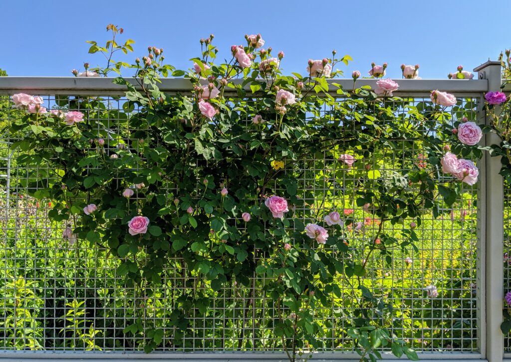 Artistic Martha Stewart Planting Roses Picture for Mobile Artistic Martha Stewart Planting Roses Picture for Mobile