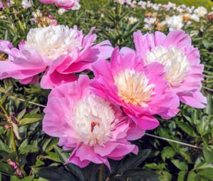 Peonies are plants that can be enjoyed for many years – they can live up to 100-years and still produce magnificent flowers.