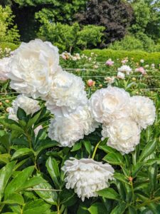 Peonies are considered northern flowers – they tolerate and even prefer cold winter temperatures. They are hardy in zones 3 through 8 and need more than 400-hours of temperatures below 40-degrees Fahrenheit annually to break dormancy and bloom properly.