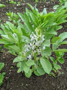 Vicia faba, also known as the broad bean or fava bean is an ancient member of the pea family. It has a nutty taste and a buttery texture.