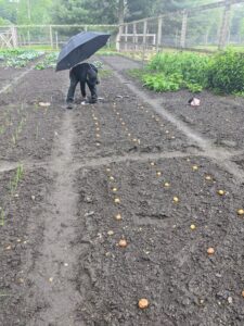 Ryan and Phurba had just started planting our potatoes when the heavy rains came down. Here's Phurba working quickly to get them all into the ground.