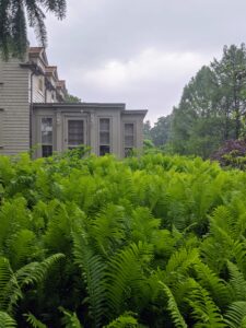 And look how lush and green this shade garden is with all the thriving ferns. These ferns grow alongside the winding path next to my Tenant House.