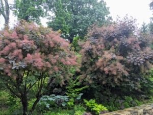 These are two of my many smoke bushes. This plant goes by several names such as smoke bush, smoke tree, Cotinus, cloud tree, and wig tree. It’s an easy-to-grow, wonderful addition to any garden with its beautiful purple-pink smokey plumes.
