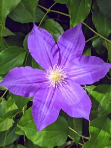 This flower has also been called traveler’s joy, virgin’s bower, leather flower, or vase vine.
