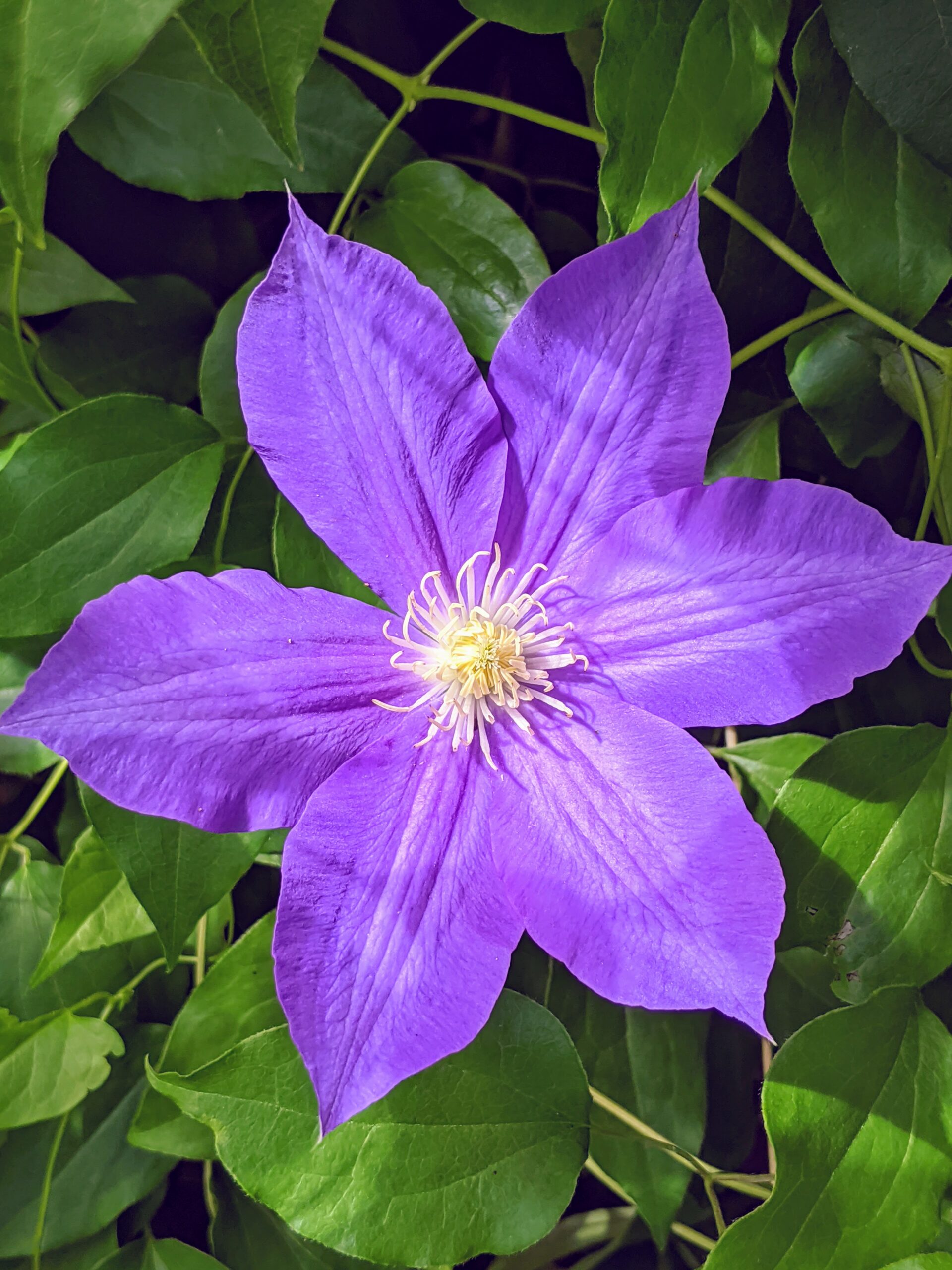 The Blooming Clematis - The Martha Stewart Blog