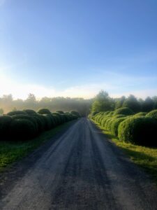 This photo was taken from the stable looking down the long Boxwood Allee - everything is much greener as the fog disappears.