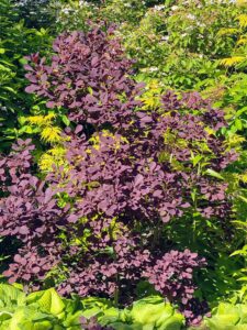 This plant goes by several names such as smoke bush, smoke tree, Cotinus, cloud tree, and wig tree. It’s an easy-to-grow, wonderful addition to any garden. The stunning dark red-purple foliage turns scarlet in autumn and has plume-like seed clusters, which appear after the flowers and give a long-lasting, smoky haze to branch tips.