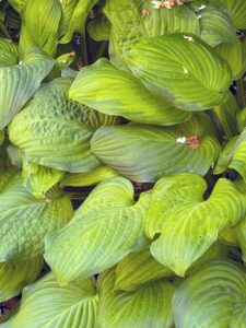 This is one of the larger varieties with huge, heart-shaped, blue-green leaves. It matures to three-feet tall and four-feet wide.
