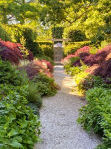 Along this path - Japanese maples, lilies, shade-loving plants, and lots of large Cimicifuga with long candle-like spikes of airy white flowers and dark-green leaves.