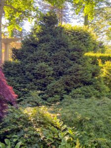 This is one of two large compact spruce trees I planted in the shade garden. These trees are also thriving and growing more full every year.