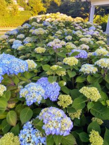 Their gardens are looking so vibrant - look at these hydrangeas. Hydrangeas feature an old-fashioned charm that is hard to resist. They are easy to cultivate, tolerate almost any soil, and produce abundant blooms in blue, pink, white, lavender, and rose blossoms —sometimes all on the same plant.