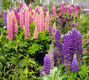 She admired all the lupines. Lupines come in lovely shades of pink, purple, red, white, yellow, and even red.