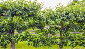 Dr. Oratz also took this photo of my Malus ‘Gravenstein’ espalier apple trees. I love the crisp and juicy apples which are wonderful to eat and great for cooking and baking. I bought these trees in 2010, and I am happy they’ve done so well in this location in front of my home.