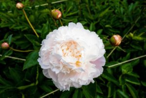 And of course, she visited the peony garden. Every spring, this garden is one of the most anticipated sights on the farm. Everyone loves the gorgeous peonies. When I first planted my peony garden, I focused on pink varieties and planted 11-double rows of 22-peony types. This one is very light pink.