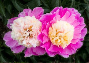 The peonies are coming up so beautifully - more and more blossoms open up every day.