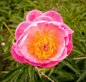 Here is a semi-double peony with fragrant, coral-pink petals and a golden center. The foliage is dark green and attractive, and it blooms early. I will share more photos when all the flowers are open.