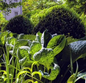 In the Summer House garden, Dr. Oratz took photos of the growing hostas with their big leaves. Hosta is a genus of plants commonly known as hostas, plantain lilies, and occasionally by the Japanese name, giboshi. They are native to northeast Asia and include hundreds of different cultivars.