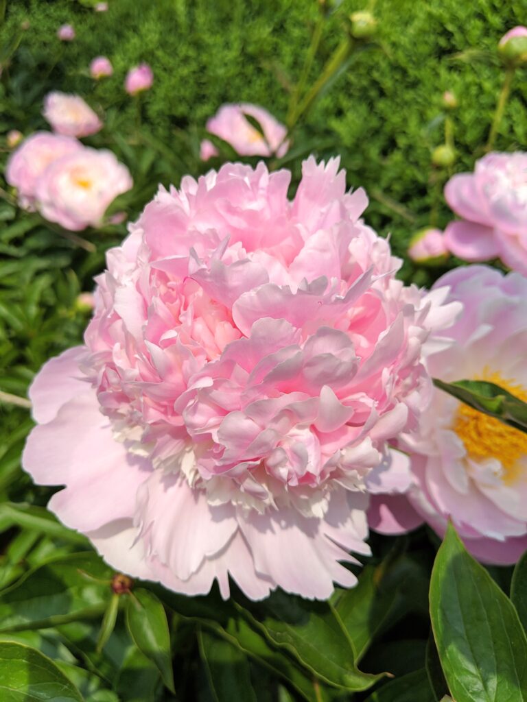 My Herbaceous Peonies in Bloom - The Martha Stewart Blog