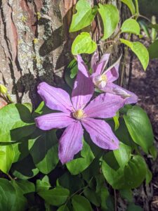 We planted more clematis across from my undulating pergola, at the base of my bald cypress trees. We used twine to support these climbing vines against the trunks of these handsome trees.
