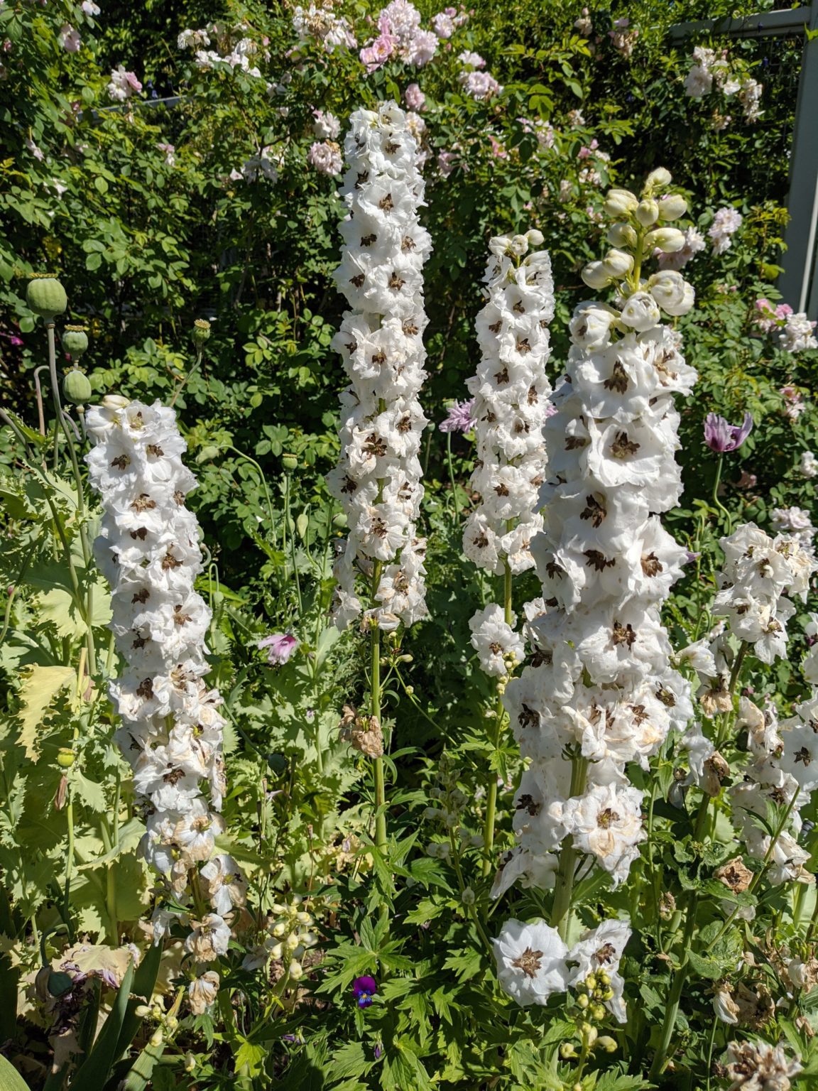 Summer Blooms in the Garden - The Martha Stewart Blog