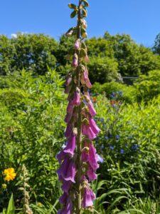 The flowers are clusters of tubular-shaped blooms that come in pink, white, lavender, yellow, red, and purple. Foxgloves thrive in full sun to partial shade to full shade, depending on the summer heat.